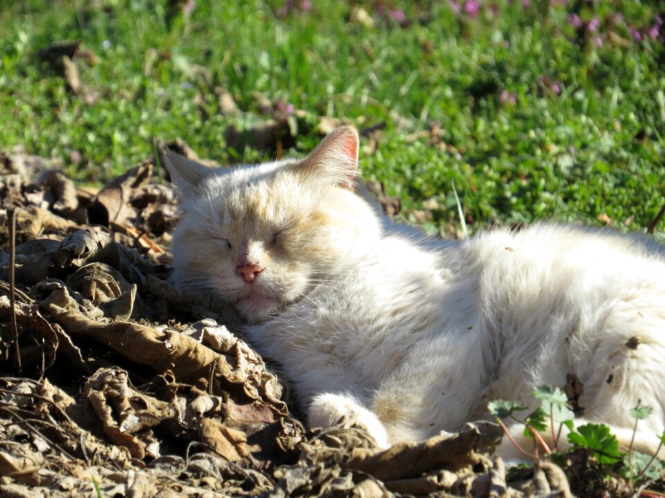 Sleeps feline animals