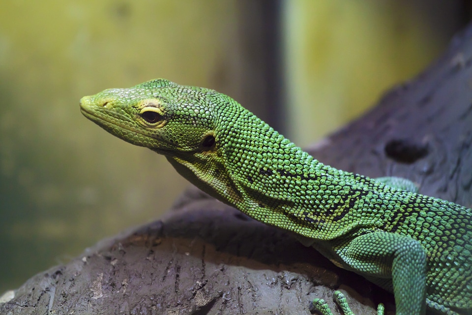 Forest green head