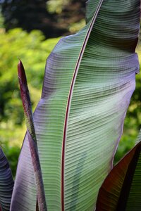 Green palm palm leaf