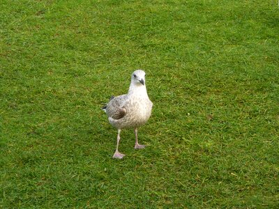 Bird wildlife