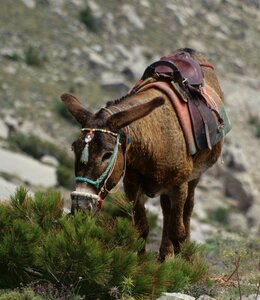 Mule greece animal