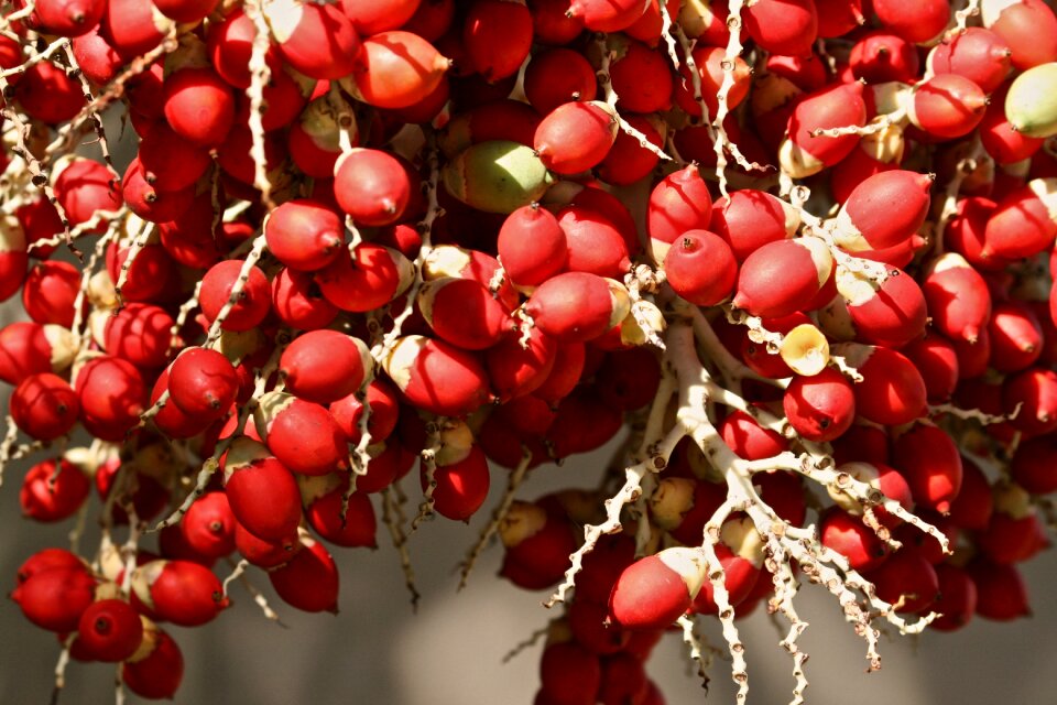 Nature tree garden