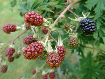 Edible fruits delicious