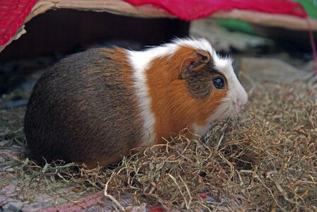 Animal animals pet