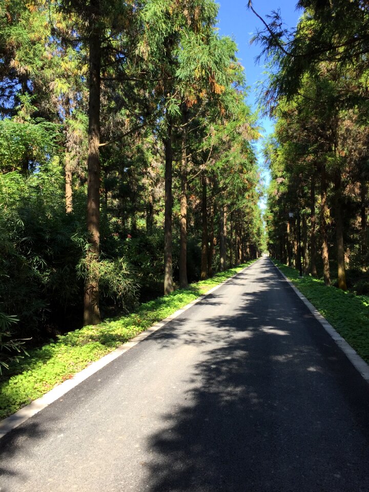 Dongping forest park metasequoia