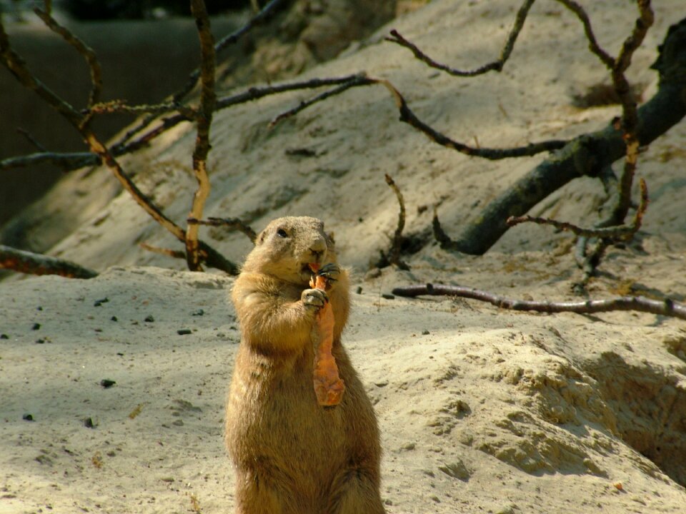 Marmota monax root carrot