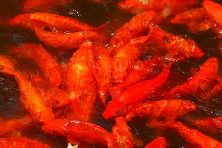 Koi goldfish pool photo