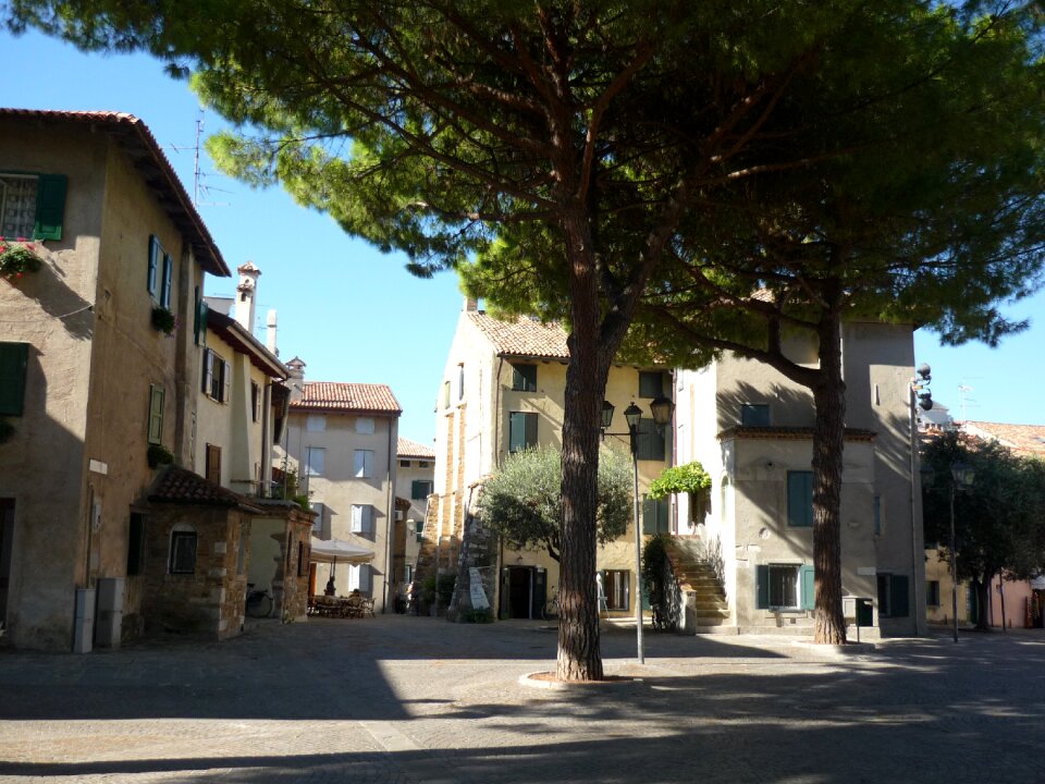 Pine tree italy