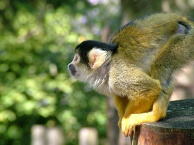 Dead chief monkey squirrel monkeys saimiri