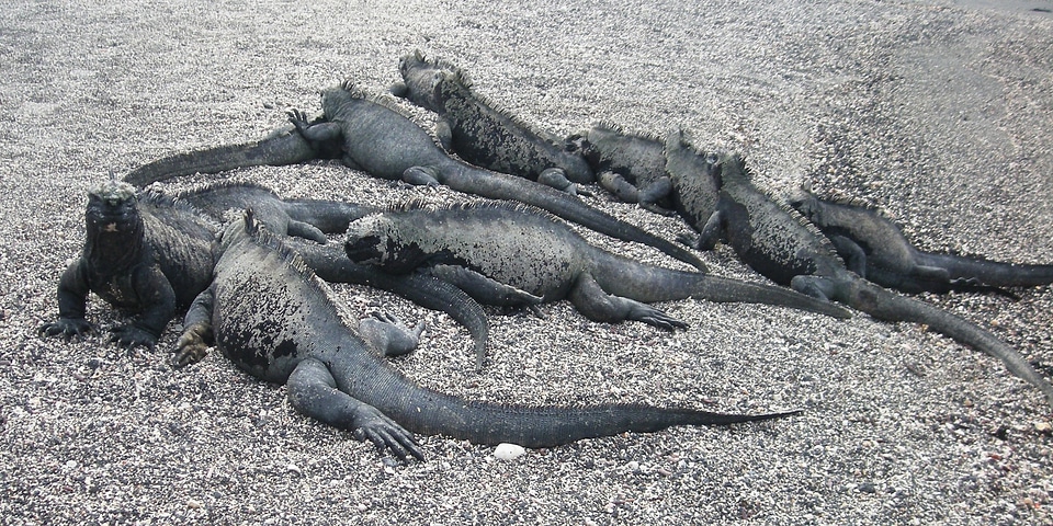 Island reptile nature