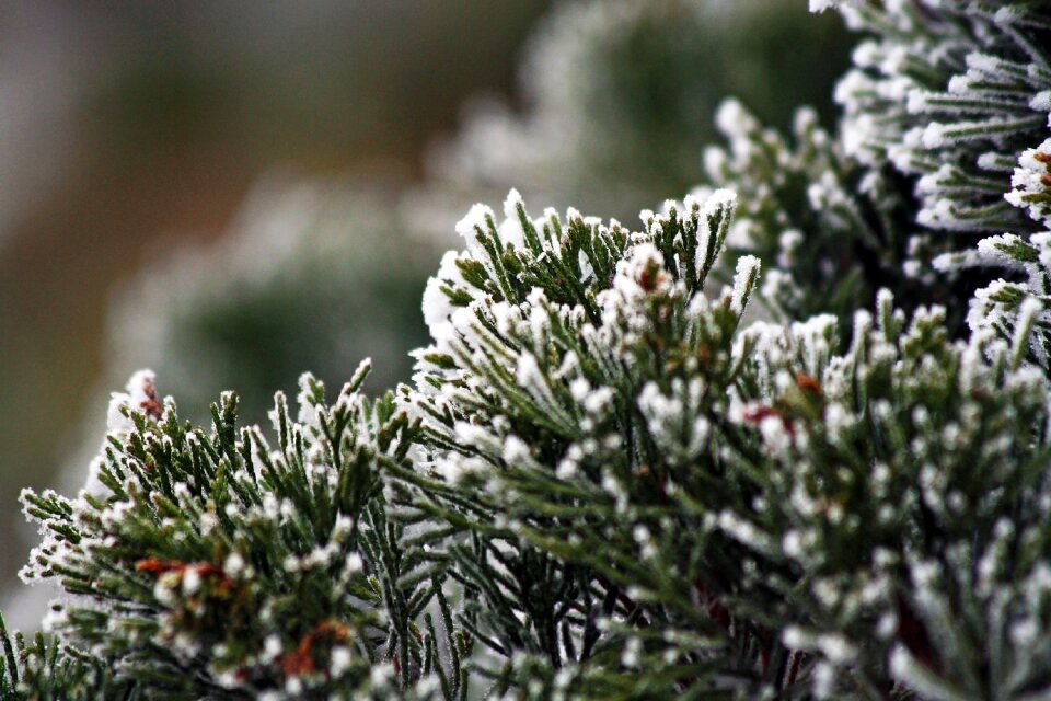 Whites frost cold