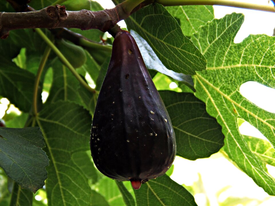 Shrub fig tree green leaves