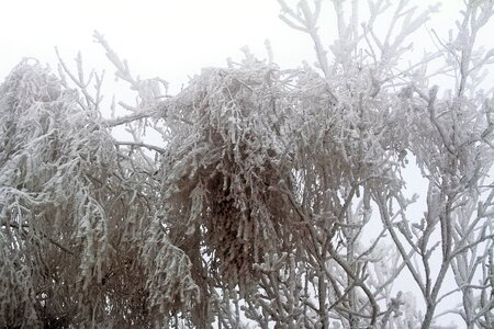 Whites frost cold photo