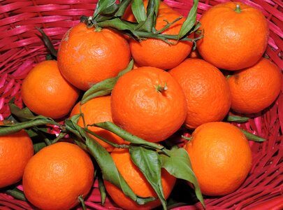 Basket citrus fruits foods photo