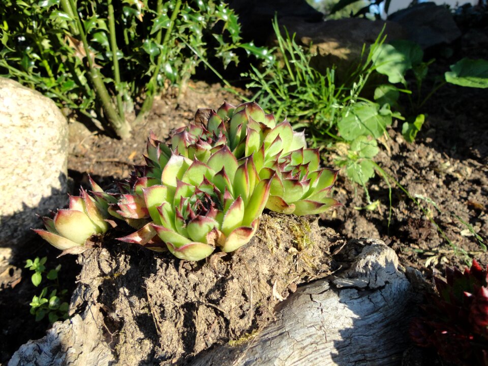 Flowers garden summer