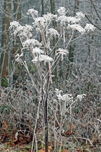 Whites frost cold