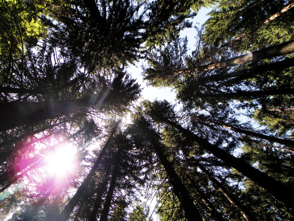 Sun lights