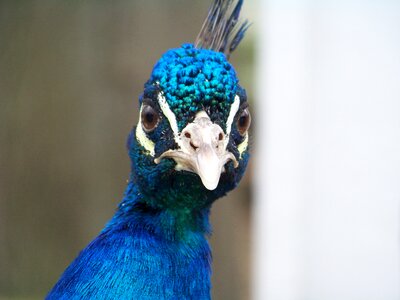 Animal colorful beak