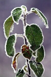 Whites frost cold