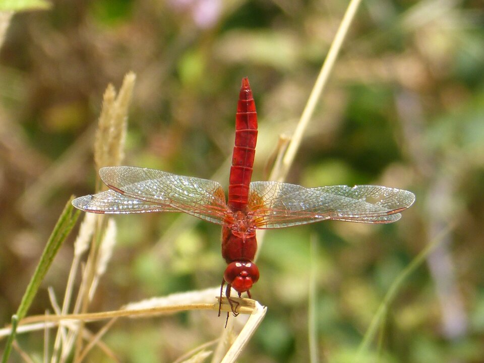 Red dragonfly insect macro