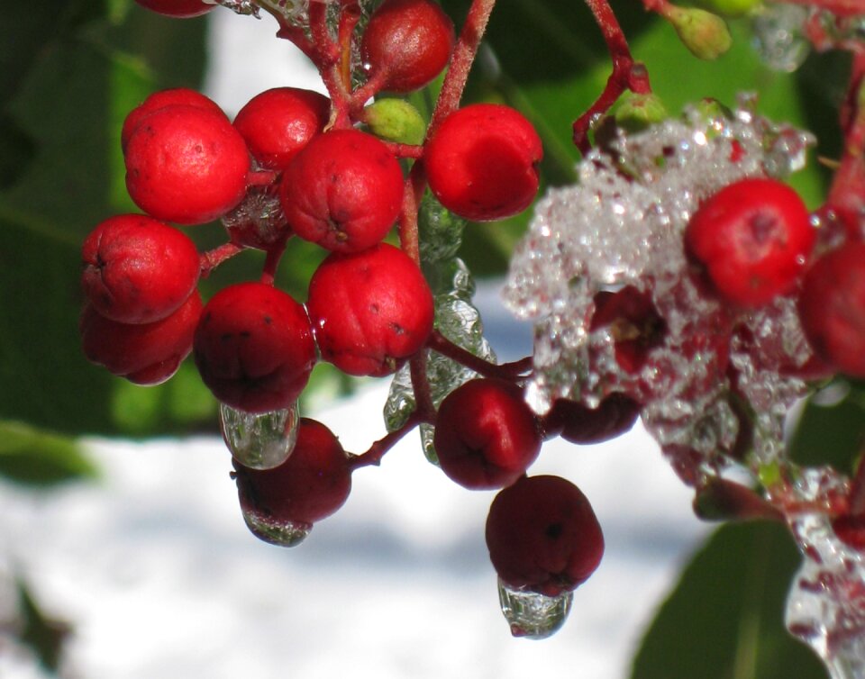 Frozen nature