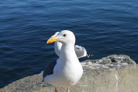 Ocean nature gull photo