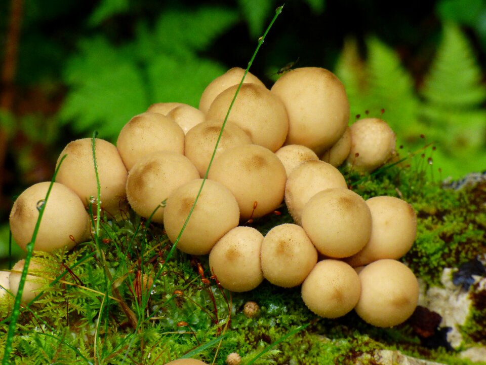 Fungi forest mushroom