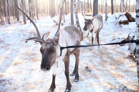 Reindeer winter sunshine