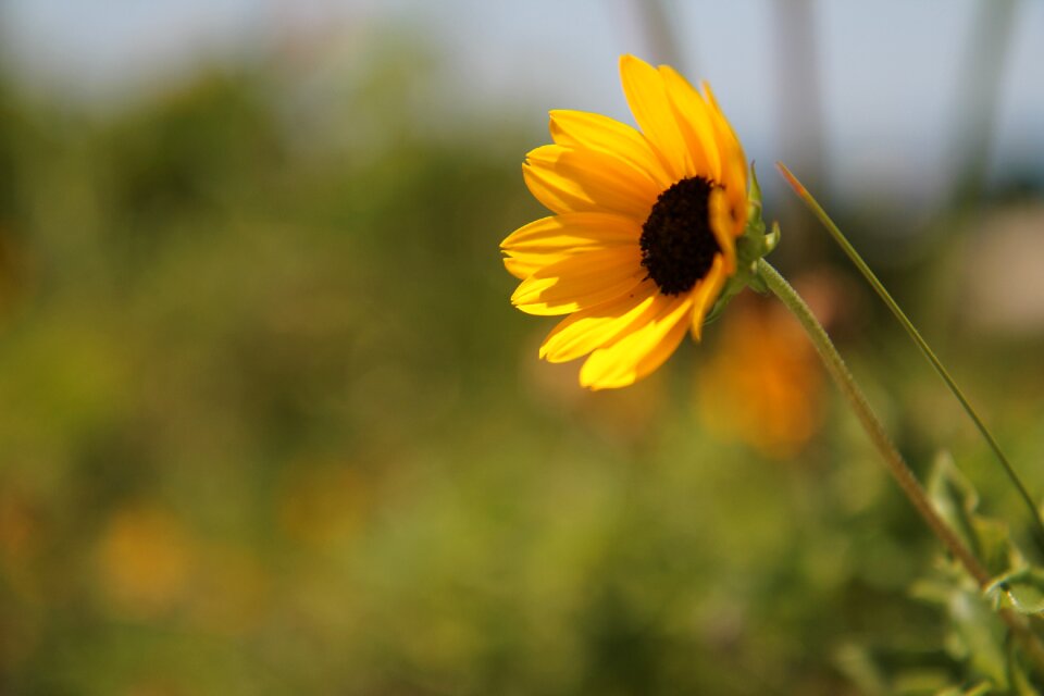 Floral natural meadow