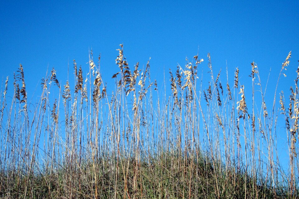 Blue sky coastal nature