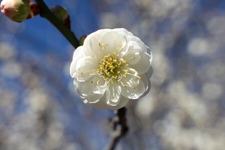 White nature spring