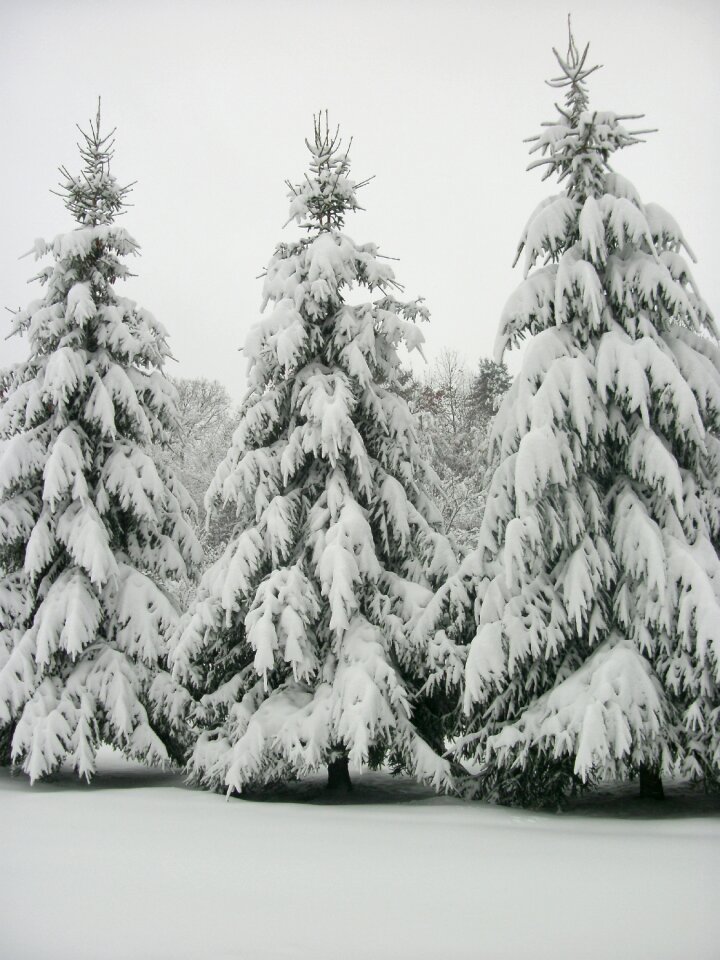 Wilderness snow blizzard