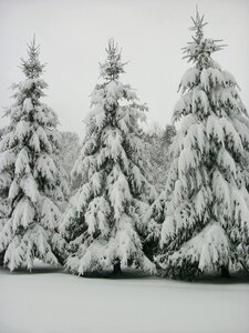 Wilderness snow blizzard