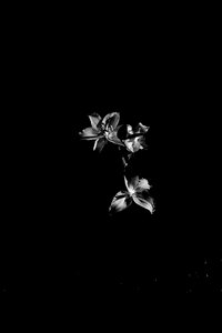 Flowers black and white light