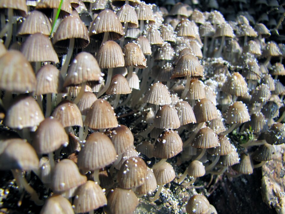 Nature forest flora