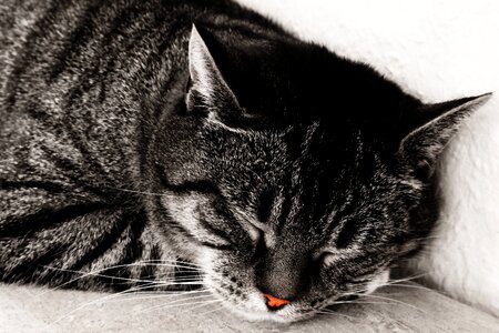 Nose red grey