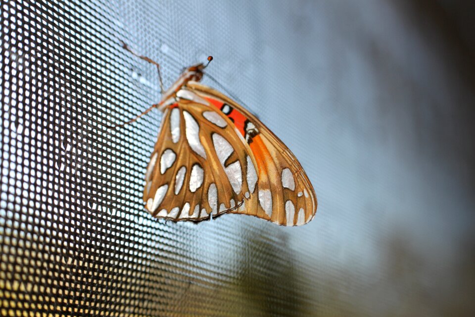 Insect animal wing