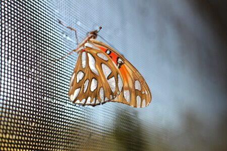 Insect animal wing