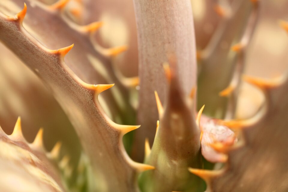 Nature cactus garden