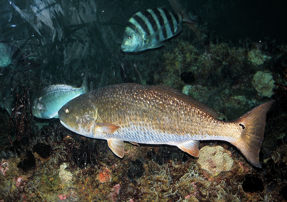 Fish water tourists