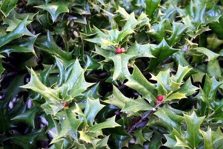 Holiday shrub decoration