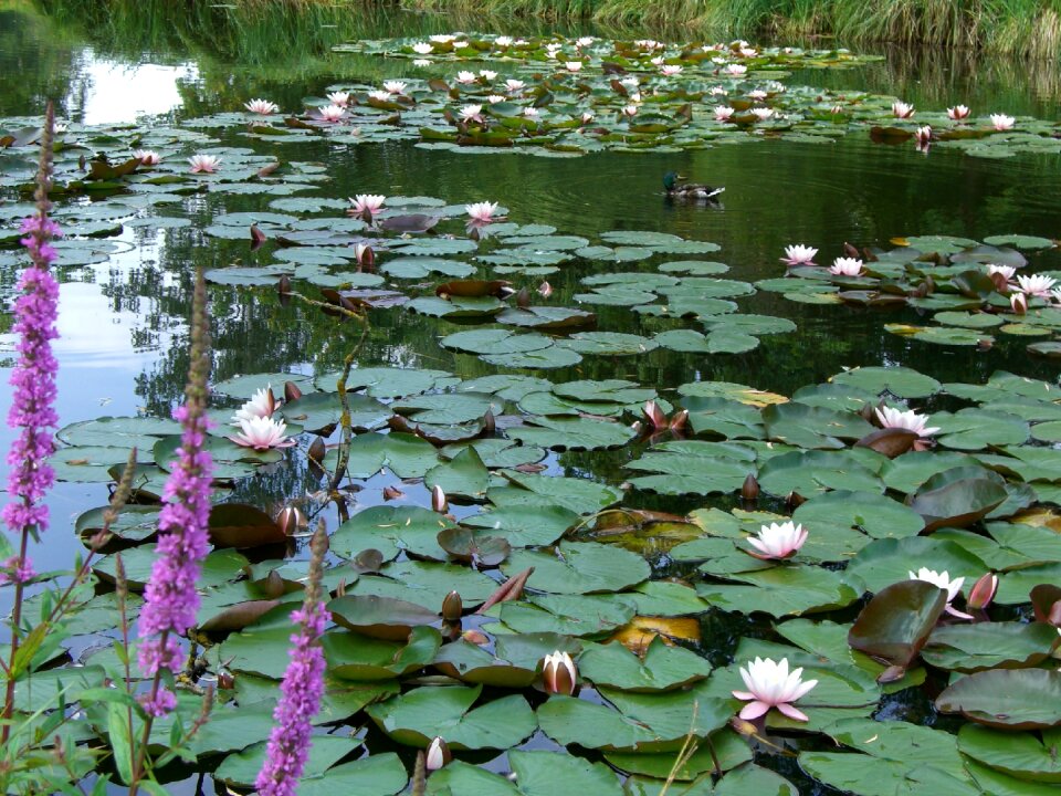 Aquatic plant pink nature