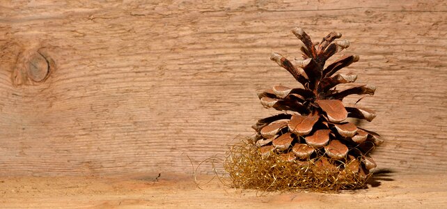 Pine cone wood background