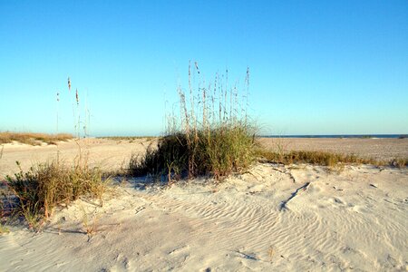 Sand florida grass photo