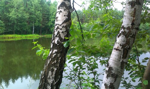 Birch forest water