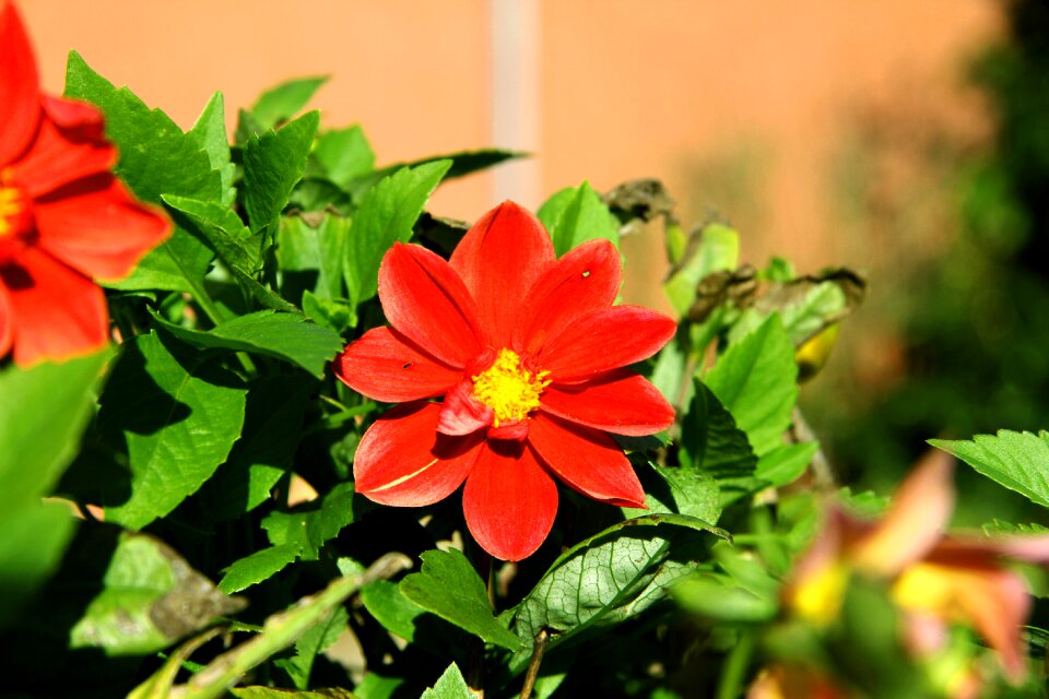 Plant flower close up