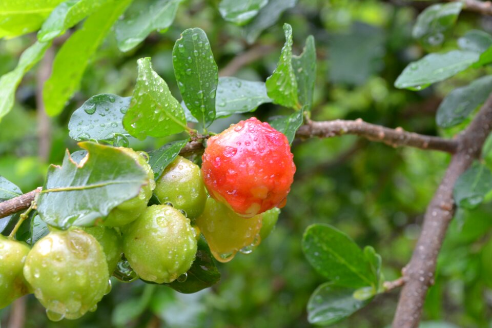 Brasil fruit cherry