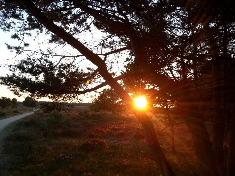 Nature light