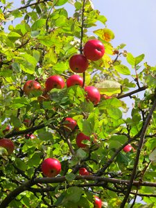Apple tree autumn