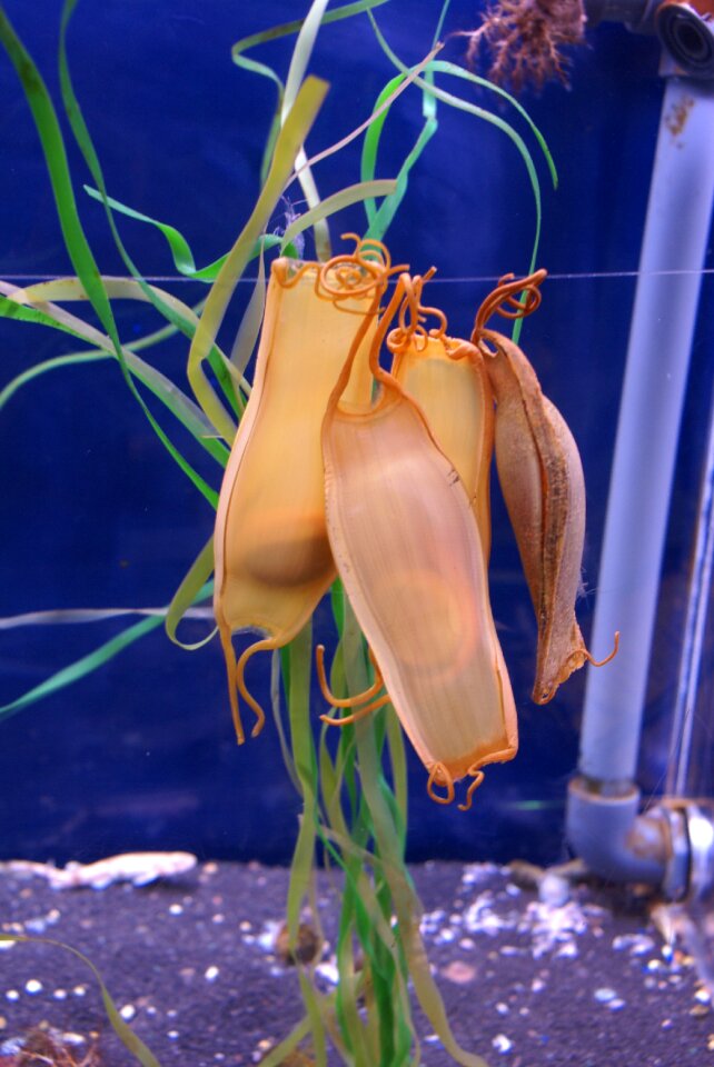 Hatching fulfill aquarium